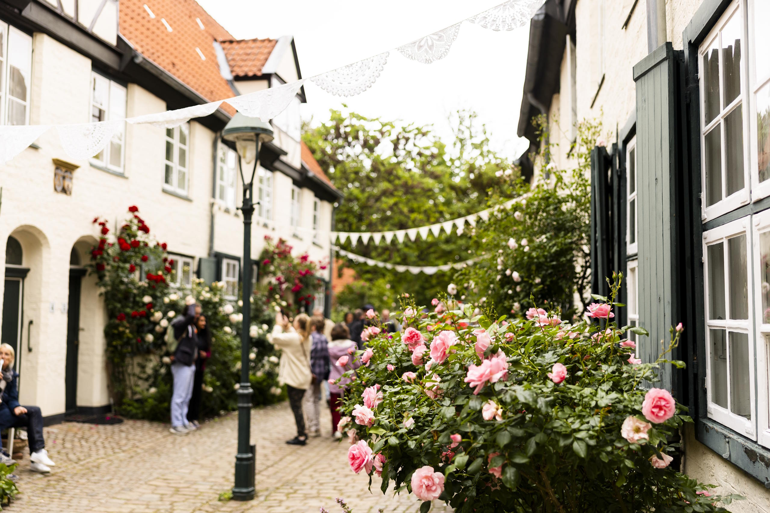 Besucherinnen und Besucher flanieren durch einen mit Rosen geschmückten Gang im Lübecker Rosengarten während des HanseKulturFestivals.